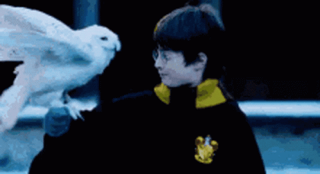 Hedwig On Harry Potters Arm GIF