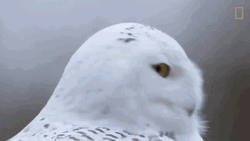Hedwig Rotating Head GIF