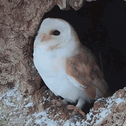Hedwig Shaking Head GIF