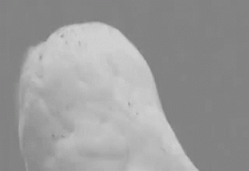 Hedwig Shocked Face GIF