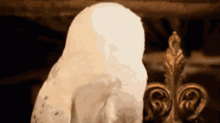 Hedwig Spinning Head GIF