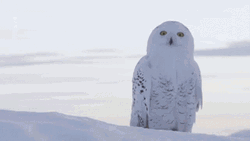 Hedwig Waving Head GIF