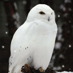 Hedwig With Glitter Effect GIF