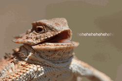 Hehehe Funny Gecko Laugh  GIF