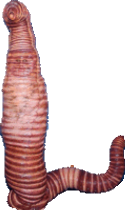 Heidi Klum Worm Sticker GIF