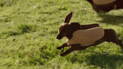 Heinz Weiner Dog GIF