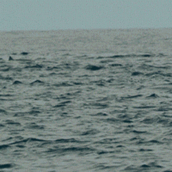 Hell Yeah Dolphin GIF