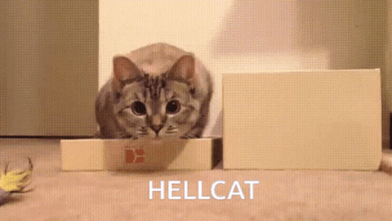 Hellcat Curious Meme Cat GIF
