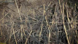 Hellcat Sports Car Grass Transition GIF