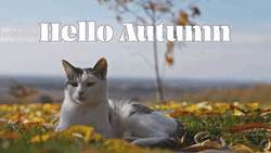 Hello Autumn Cat Daylight