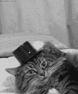 Hello Boujie Hat Cat GIF