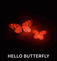 Hello Butterfly Red Aesthetic GIF