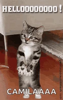 Hello Cat GIF
