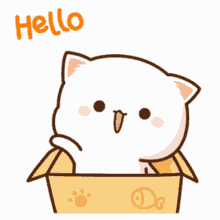 Hello Cute Cat Box