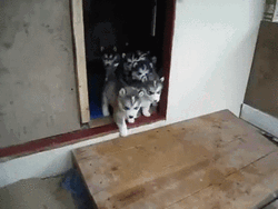 Hello Cute Puppies  GIF