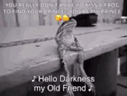 Hello Darkness My Old Friend Frog Sitting GIF
