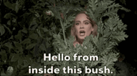 Hello From The Other Side This Bush GIF
