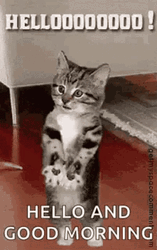 Hello Good Morning Cat Wave GIF