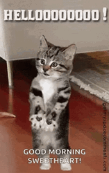 Hello Good Morning Sweetheart Kitten GIF