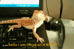 Hello I Am Bearded Dragon GIF