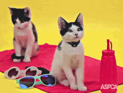 Hello July Its Summer Forever GIF