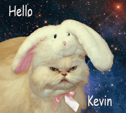 Hello Kevin Angry Space Cat Bunny GIF
