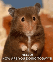 Hello Mouse How Are You  GIF