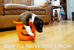 Hello November Bye Halloween Dog Pumpkin Pail