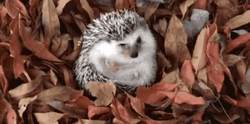 Hello November Greeting Hedgehog Cold Autumn Leaves
