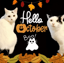 Hello October Halloween Felines Boo GIF