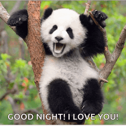 Hello Panda Meme GIF