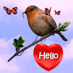 Hello Robin Bird With Butterflies  GIF
