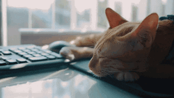 Hello Saturday Cat Sleeping GIF