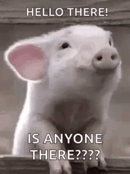 Hello There Anyone Pig