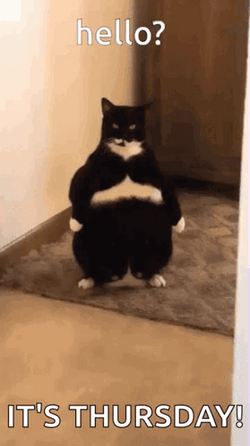 Hello Thursday Chonky Cat GIF