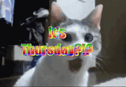 Hello Thursday Shocked Cat Reaction GIF