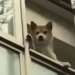 Hello Wave From Dog At Window GIF
