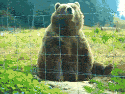 Hello Wave From Franklin The Turtle In Forest GIF