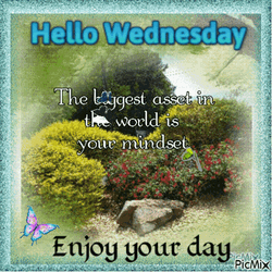 Hello Wednesday Bush Field GIF