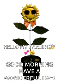 Hello Wednesday Dancing Sunflower GIF