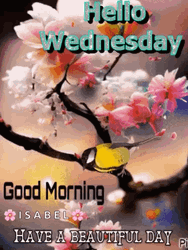 Hello Wednesday Yellow Bird GIF