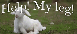 Help My Leg Cute Little Lamb GIF
