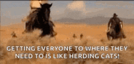 Herd Cats GIF