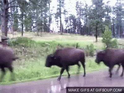 Herd Of Bison Walking GIF