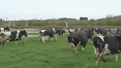 Herd Of Cows Running Through Grassy Field GIF