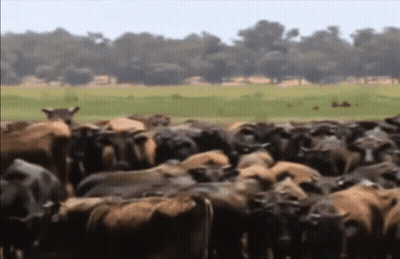 Herd Of Cows Standing In Field With Trees GIF