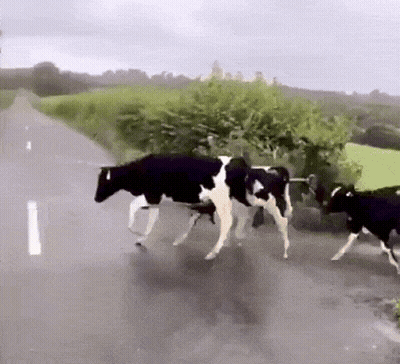 Herd Of Cows Walking Down Road In Rain GIF