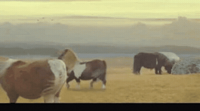 Herd Of Horses Grazing By Lake GIF