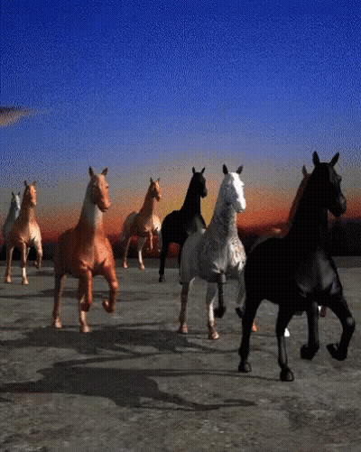 Herd Of Horses Running At Sunset GIF