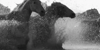 Herd Of Horses Running Through Water GIF